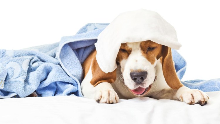 Инфекционный трахеобронхит