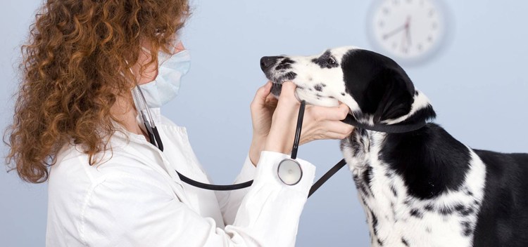 Ринит собак профилактика