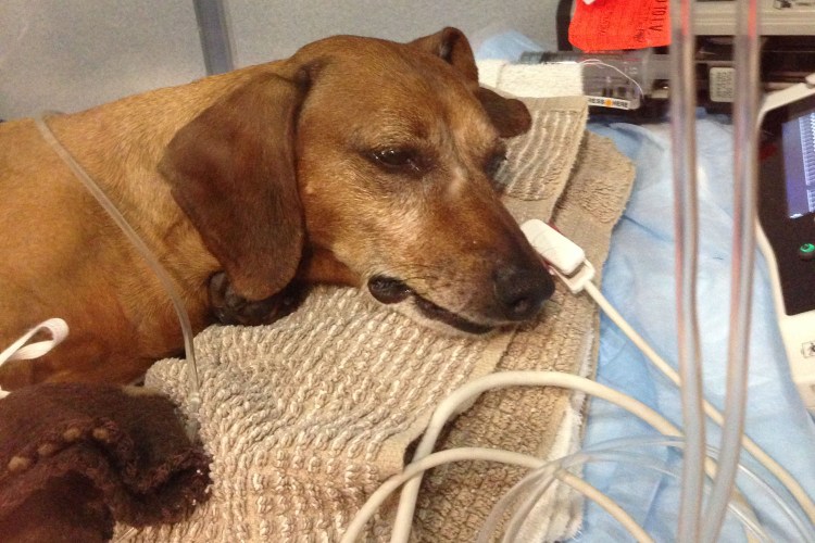 Собака кашляет