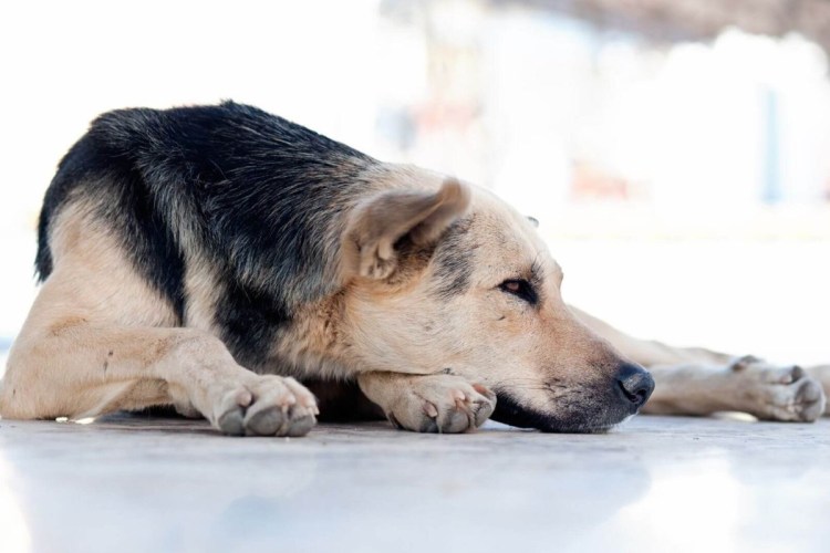 ПОТНАЯ собака