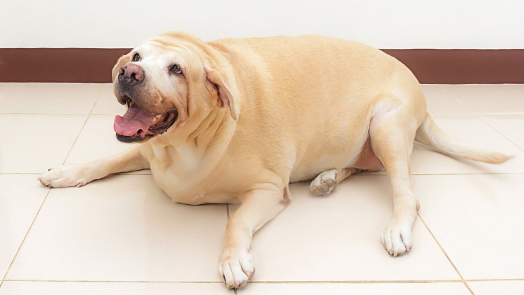 Dog fat Sofa