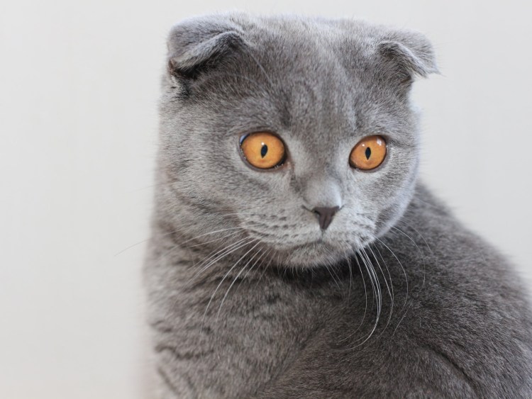 Шотландские вислоухие коты