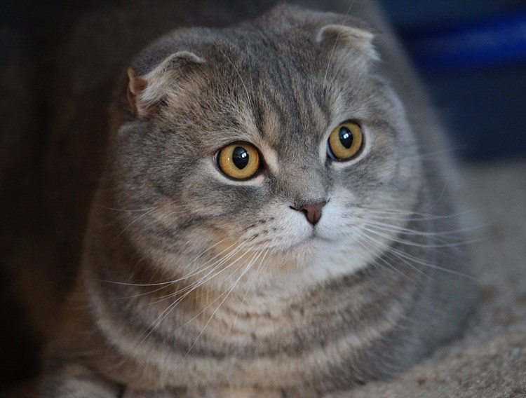 Кошка скоттиш фолд