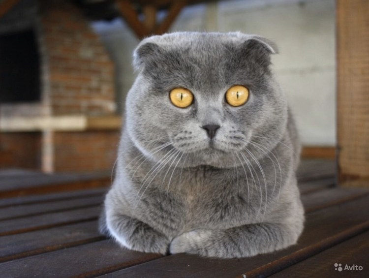 Шотландская вислоухая кошка серая