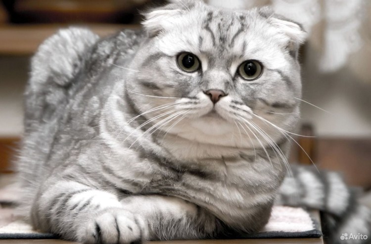 Скоттиш-фолд Шотландская вислоухая