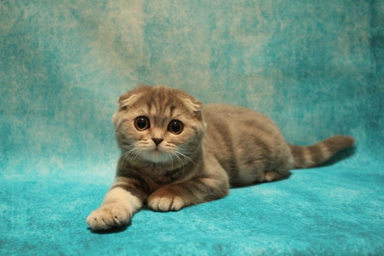 Скотишфолд котята