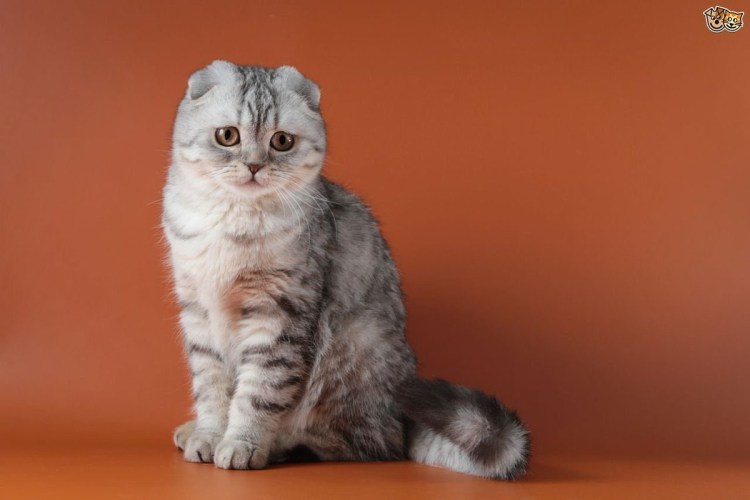 Скоттиш фолд Манчкин