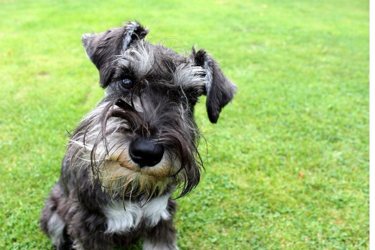 Фото с собачьей выставки шнауцер
