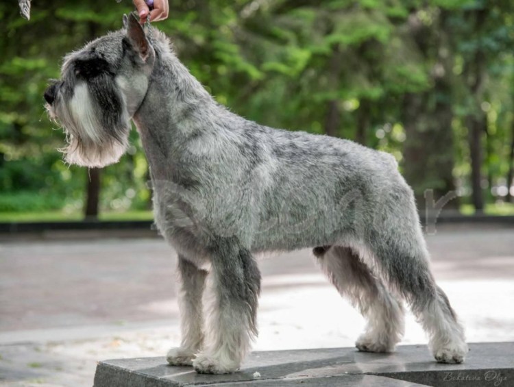 Мини шнауцер черный