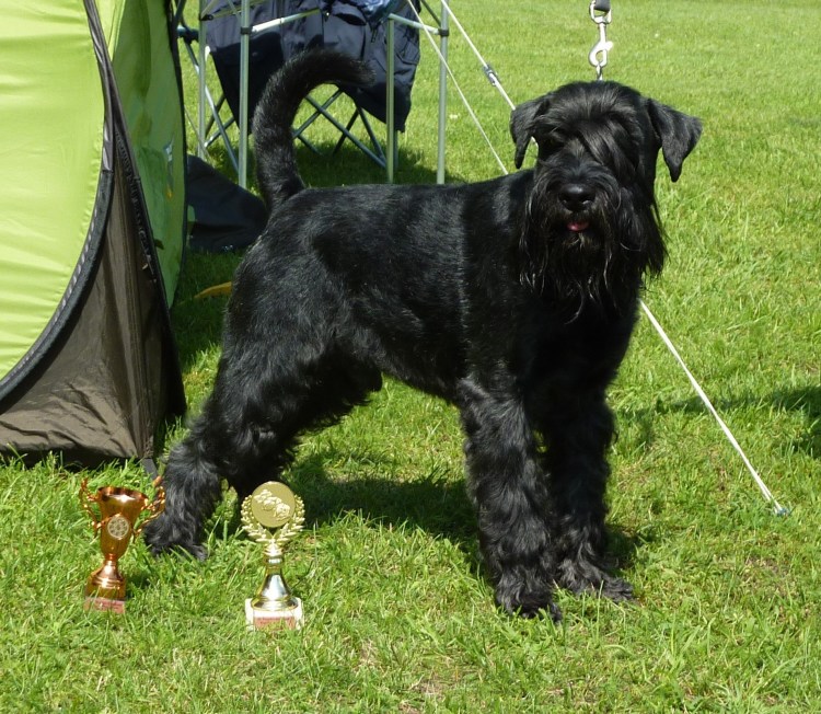 Порода Шварц шнауцер