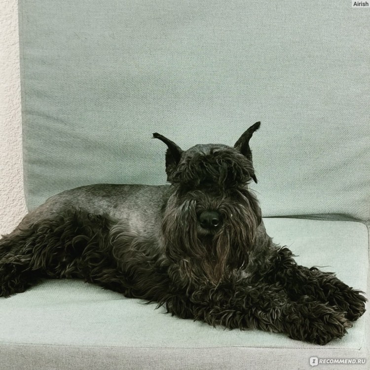 Шварц шнауцер