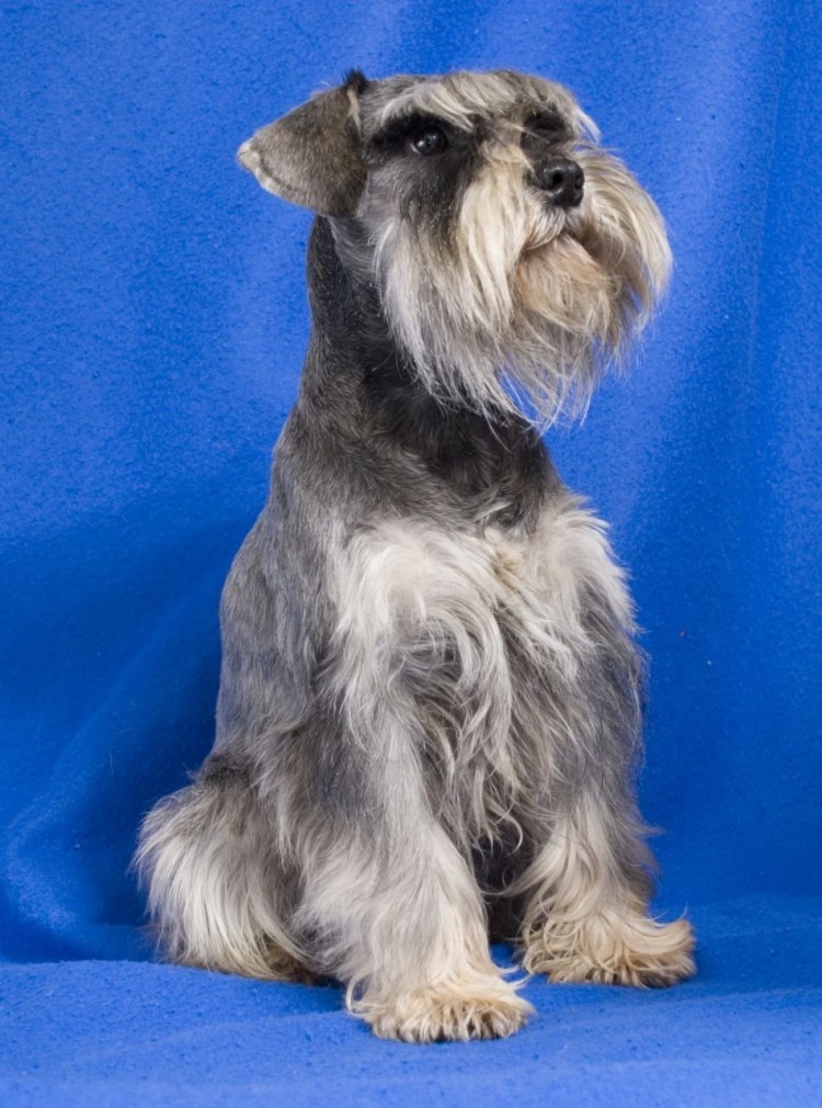 Порода собаки Шварц шнауцер