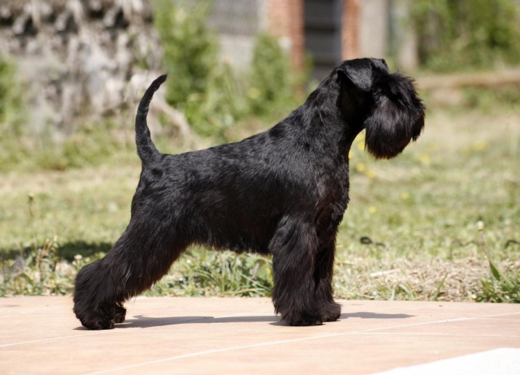 Мандезунский Штубер шнауцер