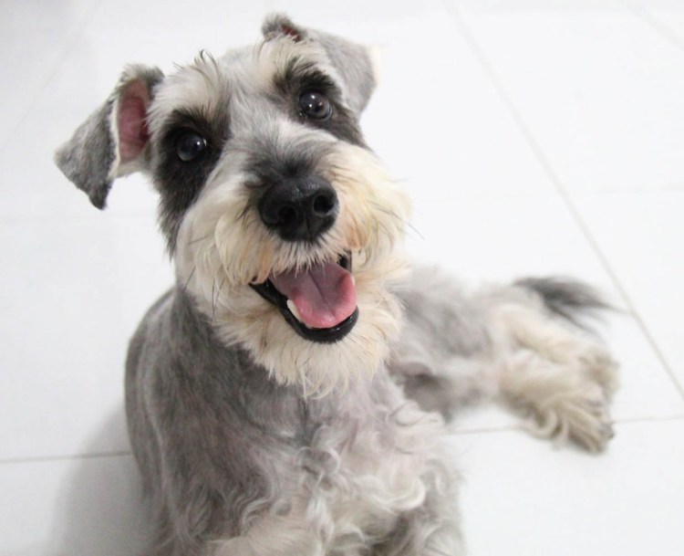 Порода Шварц шнауцер