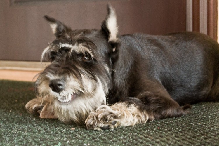 Порода Шварц шнауцер