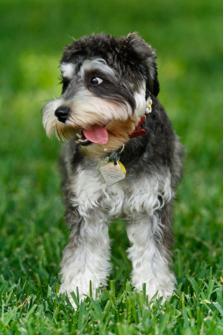 Порода Шварц шнауцер