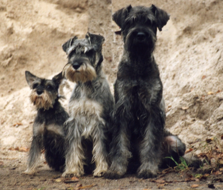 Порода собак Цвергшнауцер