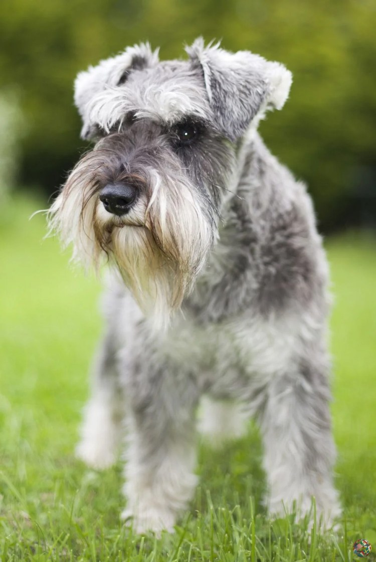 Ритцер шнауцер кудрявый