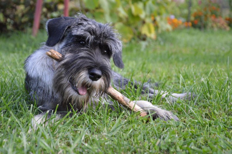 Кокер микро шнауцер