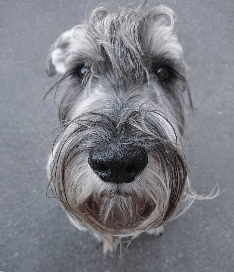 Швейц шнауцер