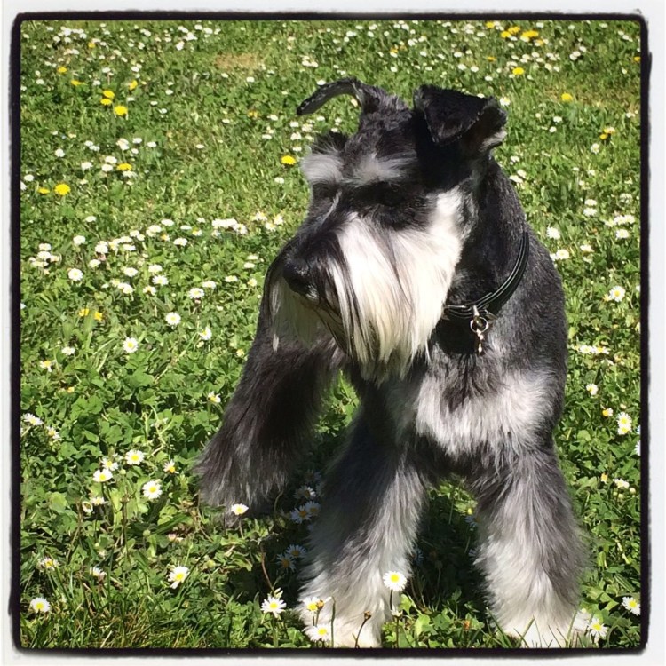 Мандезунский Штубер шнауцер