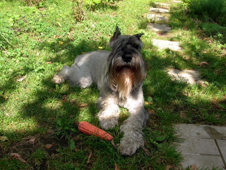 Шнек шнауцер