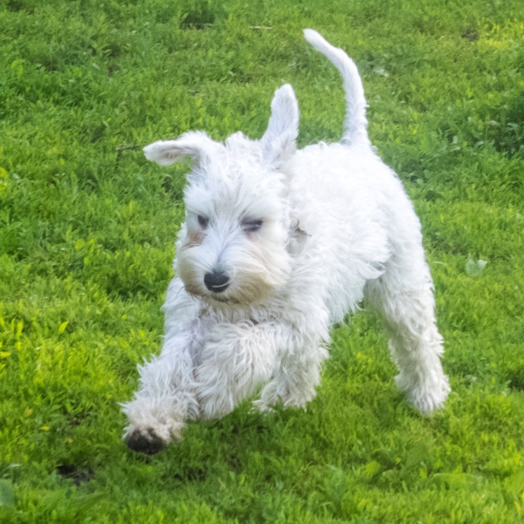 Шнауцер на руках у человека фото