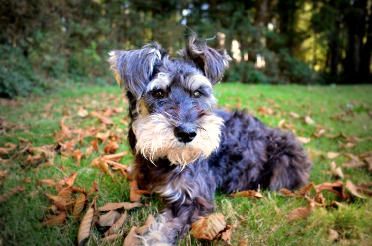 Миттельшнауцер порода собак