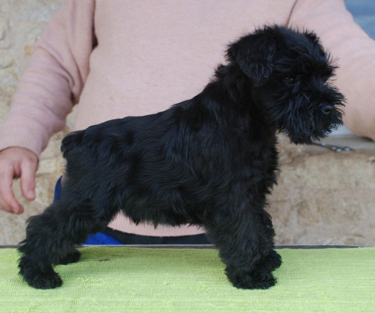 Цвейг терьер