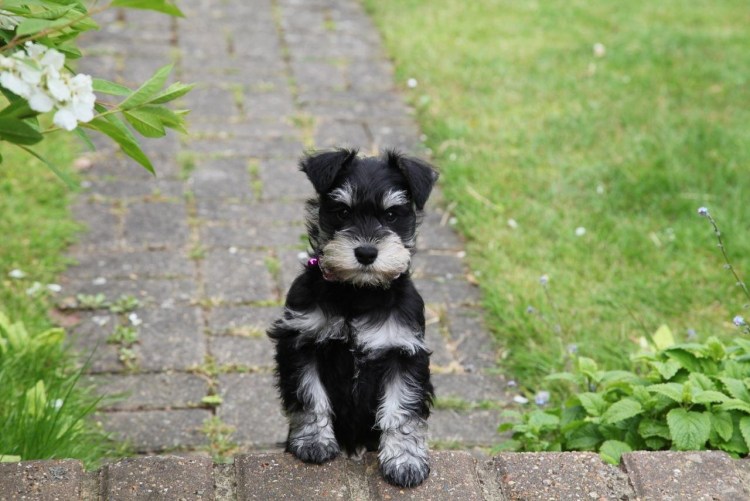 Miniature Schnauzer White