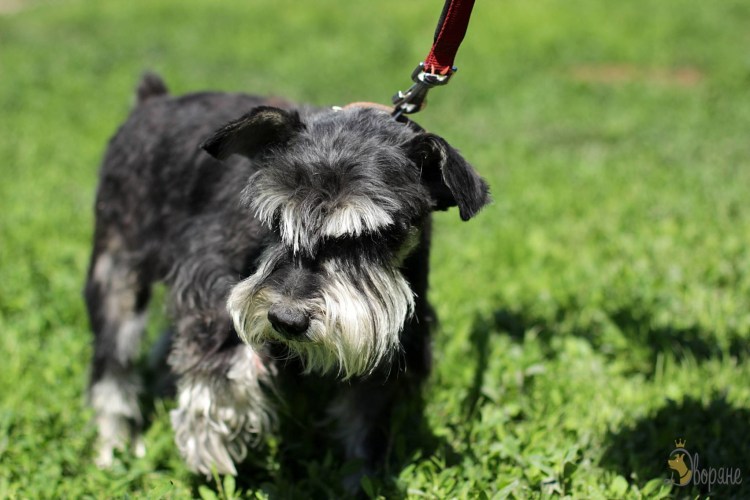 Миттельшнауцер белый