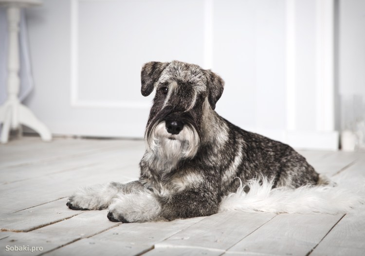 Шварц терьер