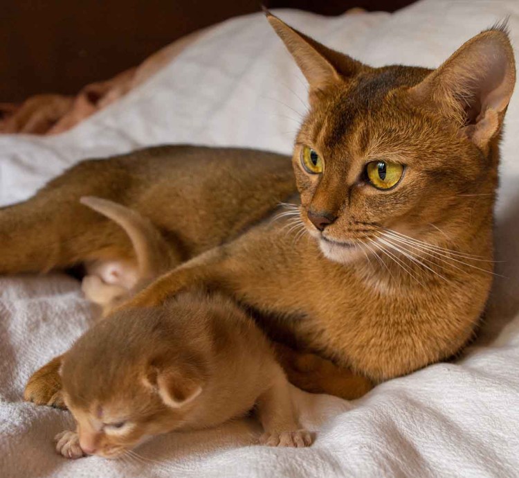 Кошка Египетская абиссинец