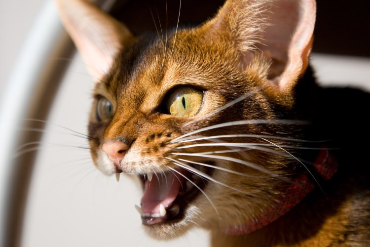 Египетская кошка Абиссинская