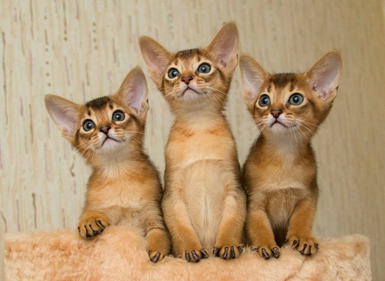 Кот породы абиссинец