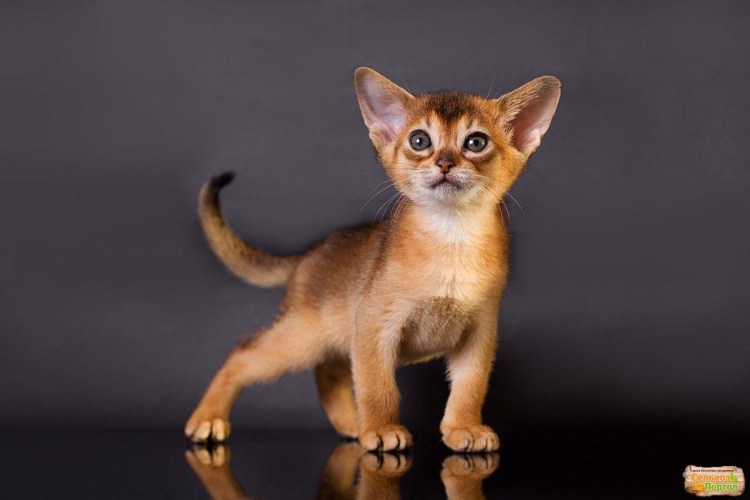 Абиссинская кошка