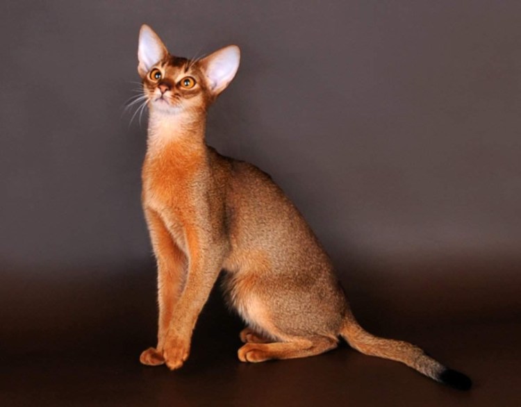 Абиссинская кошка