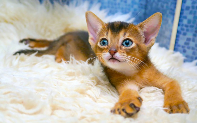 Абиссинская порода кошек