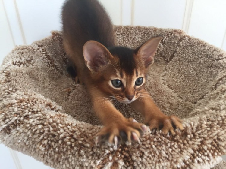 Абиссинская кошка пятнистая