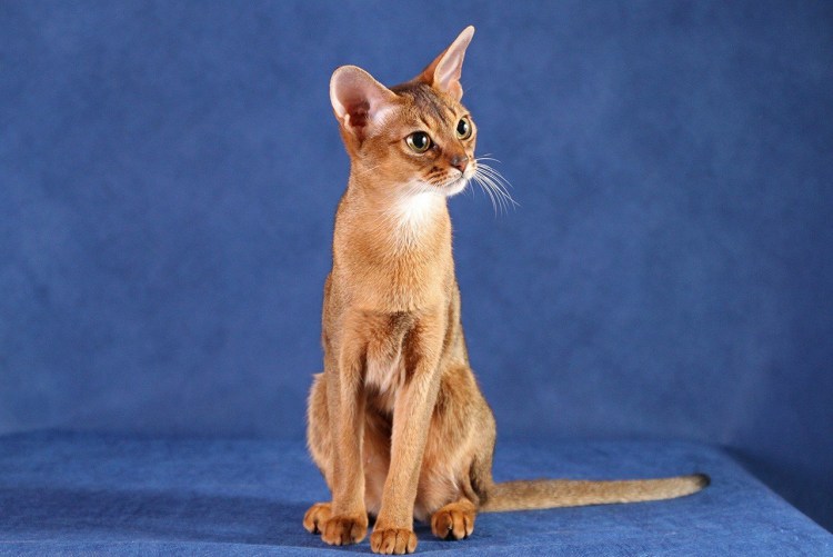 Чаузи кошка ф1