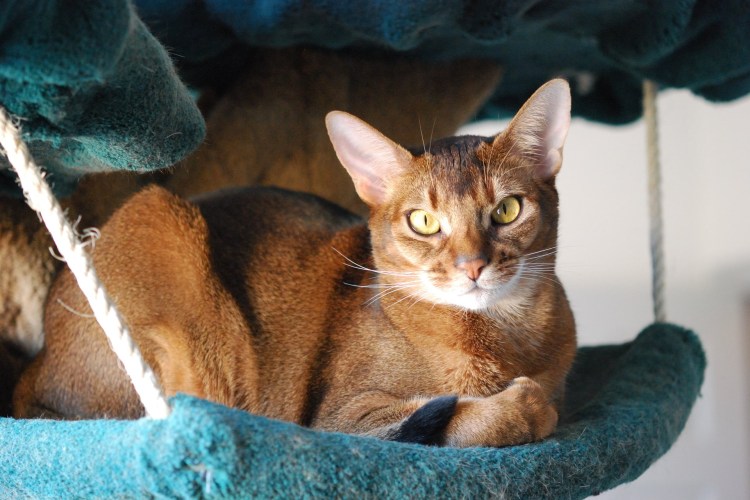 Абиссинские котята