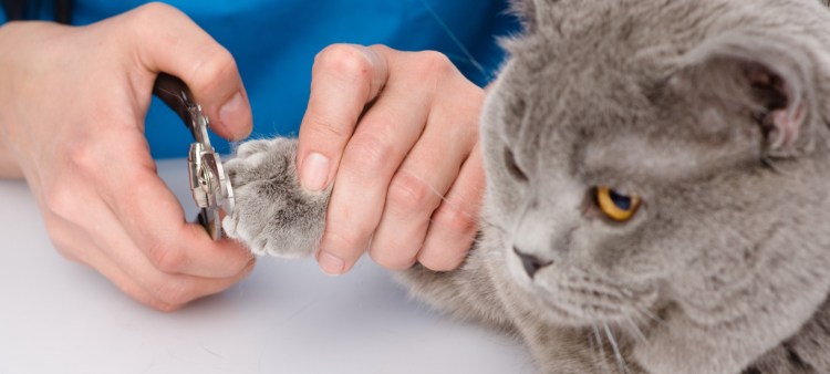 Схема подстрижки когтей у кошек