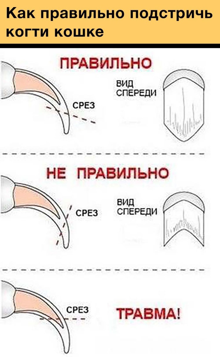 Правильно подстричь когти коту
