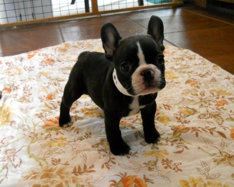 Французский бульдог Чивас