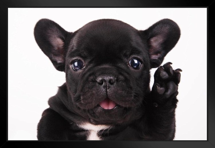 Французский бульдог черный щенок