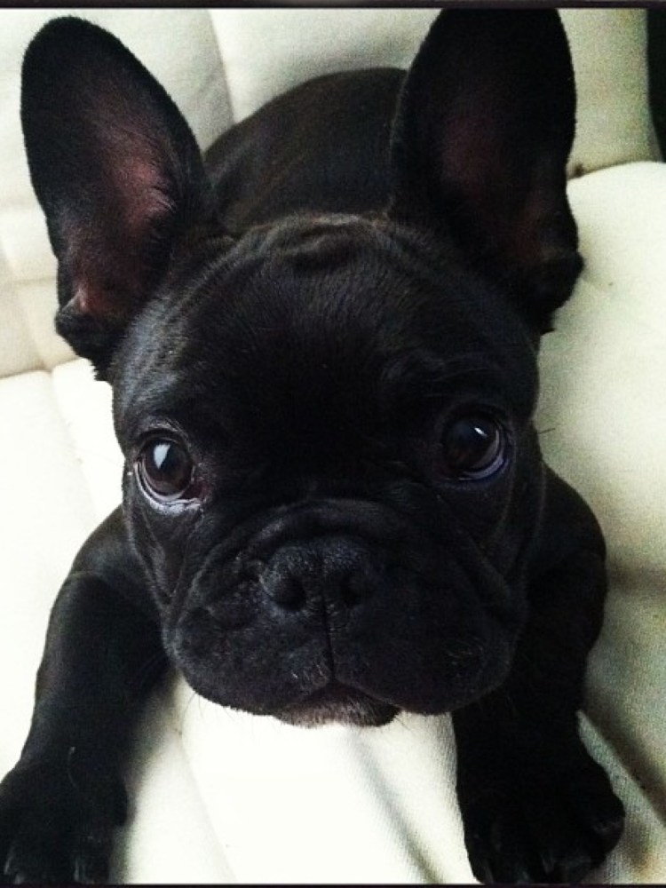 Французский бульдог черный щенок