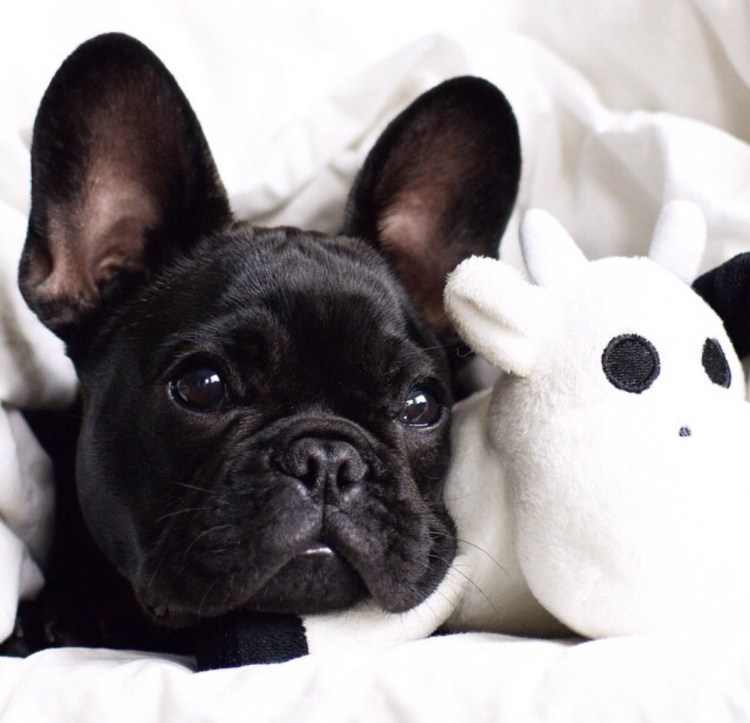 Щенок французского бульдога белый с черным
