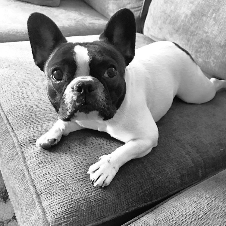 Французский бульдог