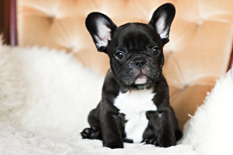 Баффи французский бульдог