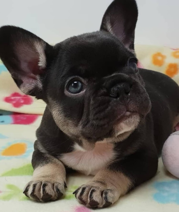 Бульдог черный маленький